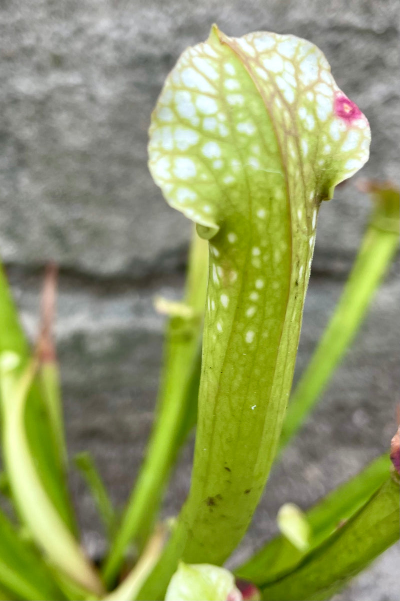 The pitchers of the Sarracenia plant with white and green variegation. 