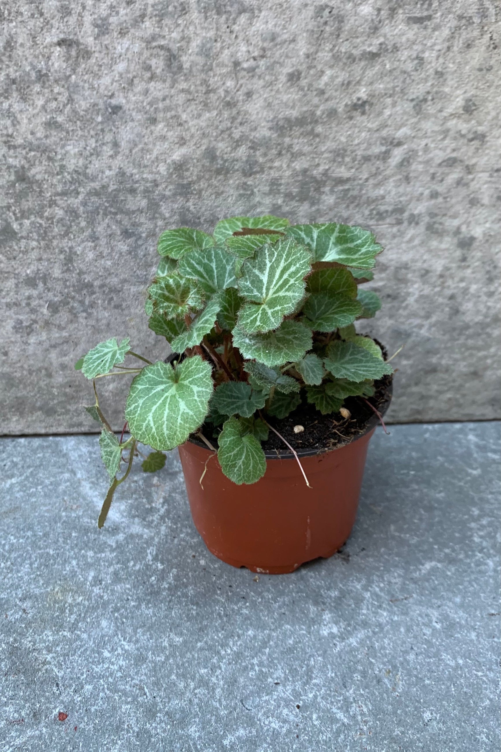 Saxifraga stolonoifera "Strawberry Begonia" in a 4 inch pot.  ©Sprout Home