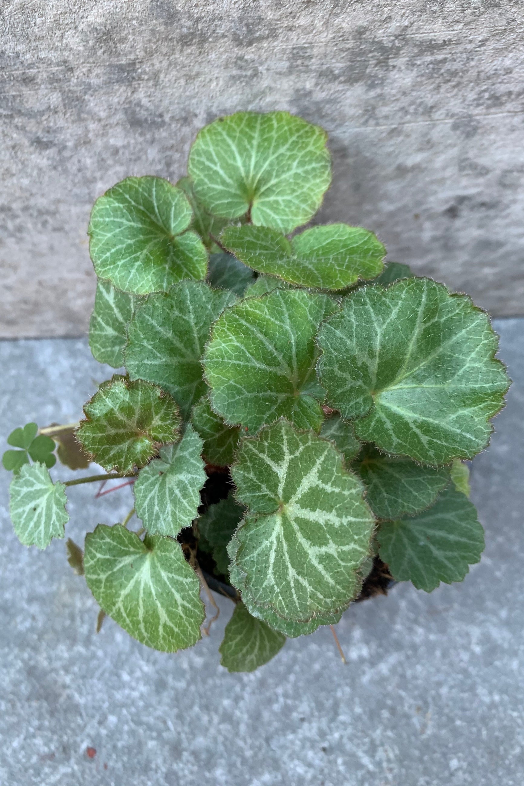 Detail shot of the Strawberry Begonia leaves against a grey background.  ©Sprout Home