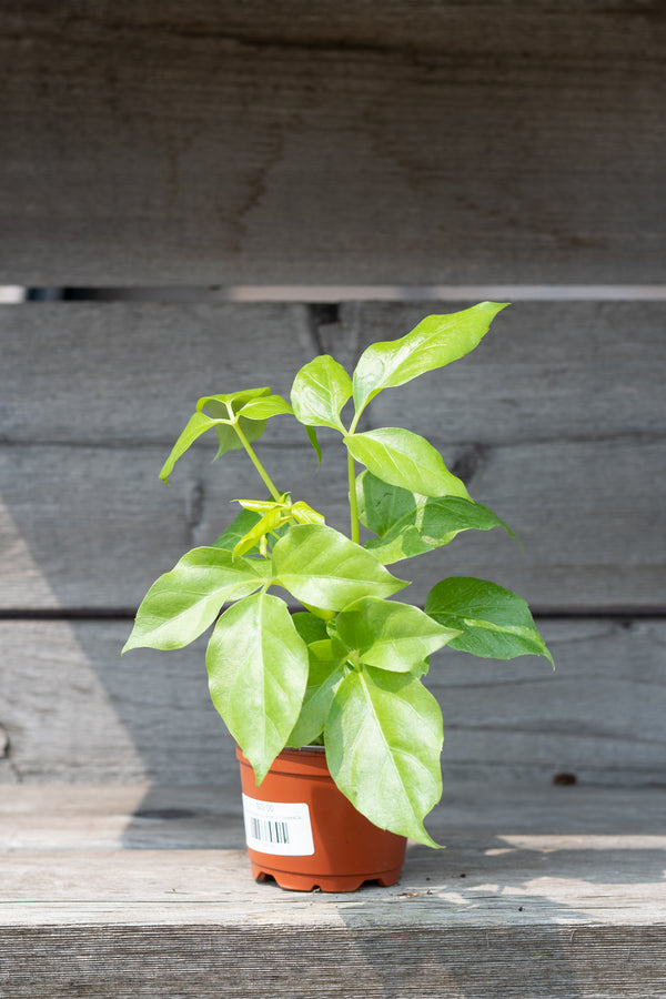 Schefflera actinophylla 'Amate' 4"