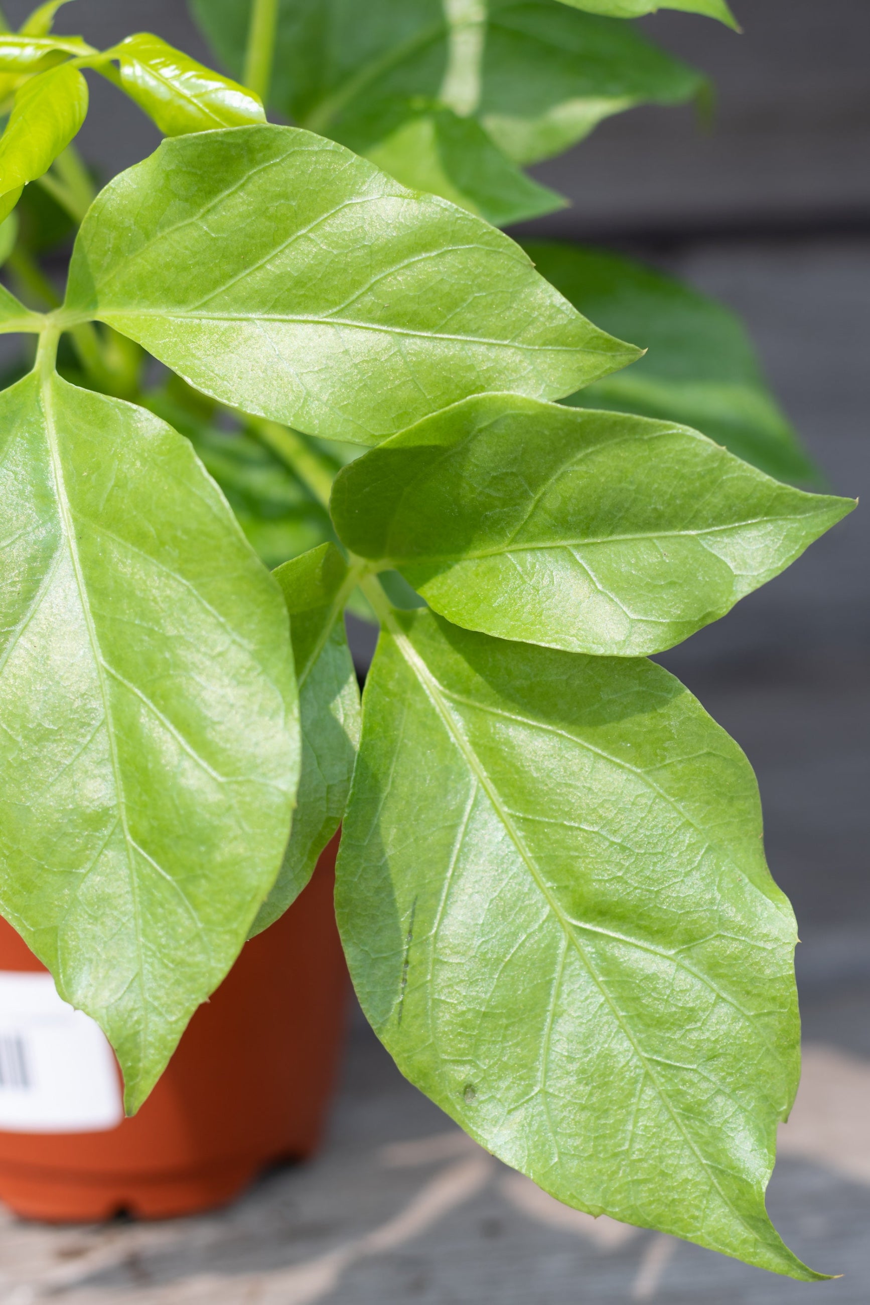 The ovate leaves of a Schefflera 
Amate. ©Sprout Home