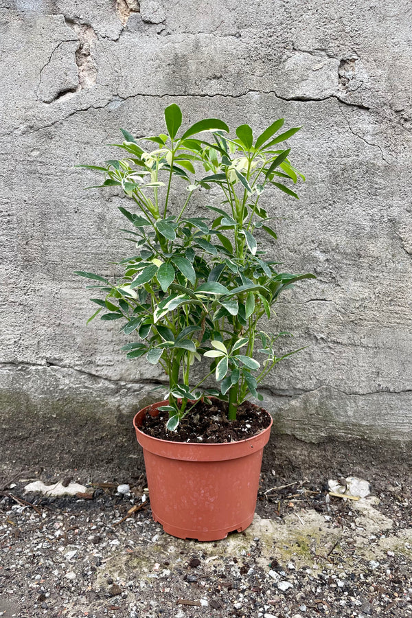 Schefflera actinophylla 'Moondrop' 6" orange growers pot with green and cream variegated leaves against a grey wall 