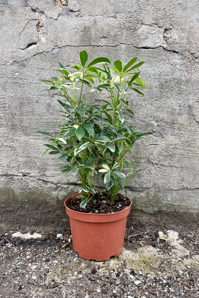 Schefflera actinophylla 'Moondrop' 6" orange growers pot with green and cream variegated leaves against a grey wall 