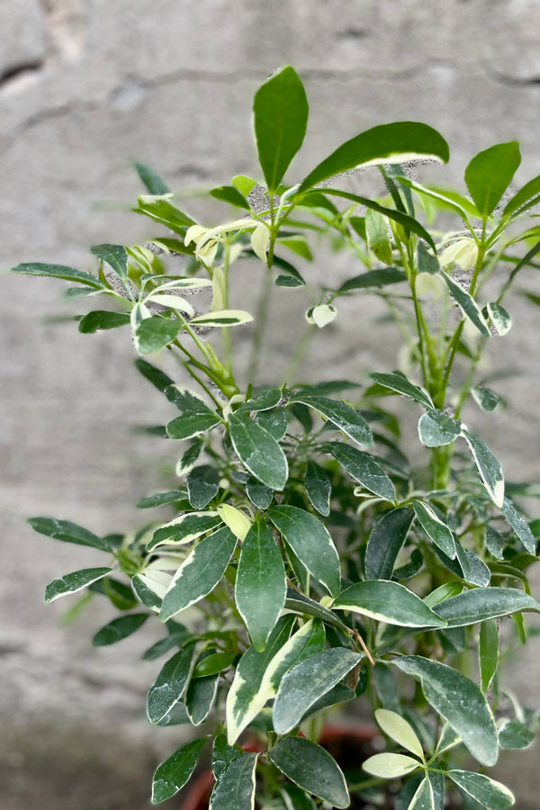 Schefflera actinophylla 'Moondrop' 6" detail of green and cream variegated leaves against a grey wall 