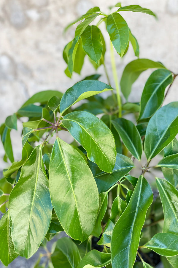 Close up of Schefflera actinophylla 'Amate' foliage