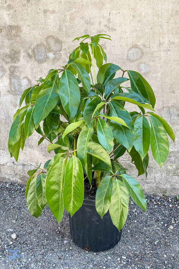 Large Schefflera actinophylla 'Amate' potted in front of concrete wall