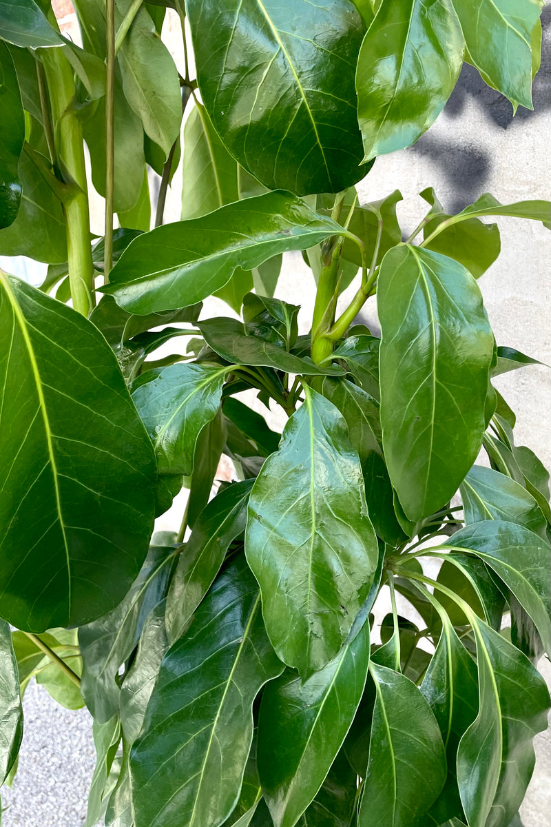 A detailed view of the Schefflera actinophylla 'Amate' 12" against a concrete backdrop