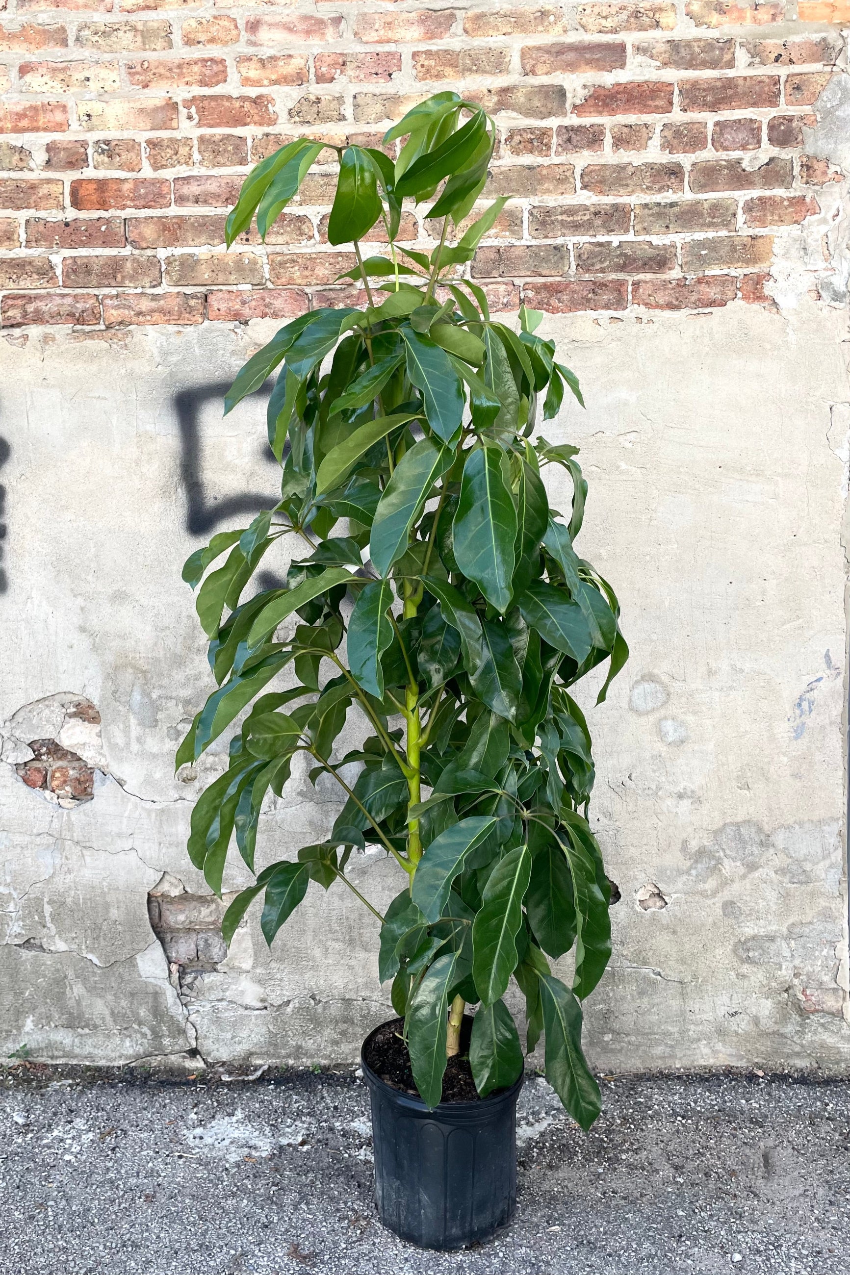 A full view of the Schefflera actinophylla 'Amate' 12" in a grow pot against a concrete backdrop©Sprout Home