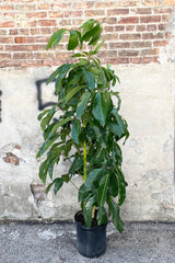 A full view of the Schefflera actinophylla 'Amate' 12" in a grow pot against a concrete backdrop