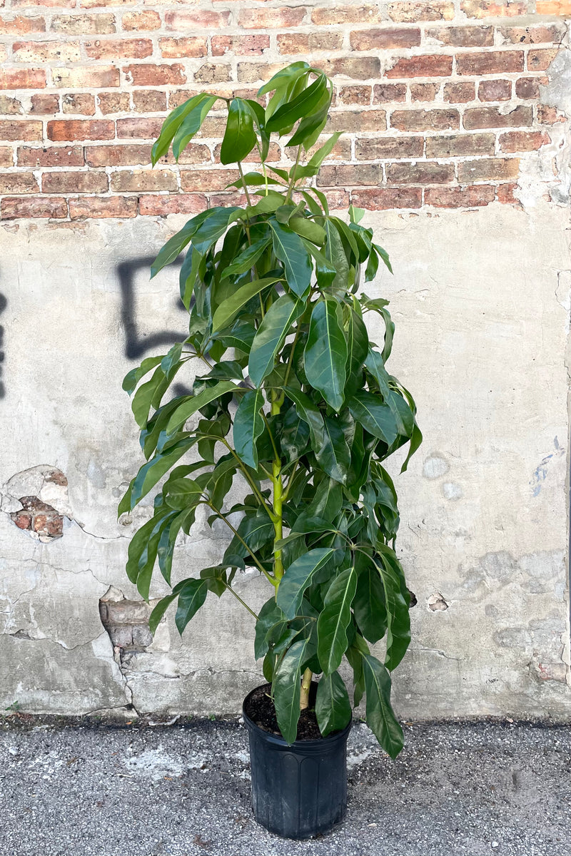 A full view of the Schefflera actinophylla 'Amate' 12" in a grow pot against a concrete backdrop