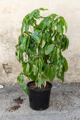 A frontal view of the Schefflera actinophylla 'Amate' 14" in  a grow pot against a concrete backdrop