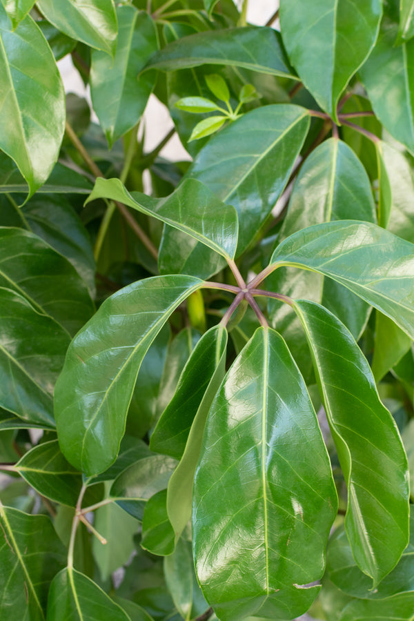 Close up of schefflera actinophylia foliage