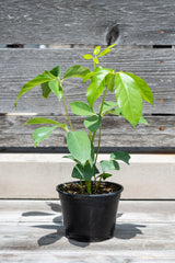 Schefflera actinophylla 'Amate' in grow pot in front of grey wood background