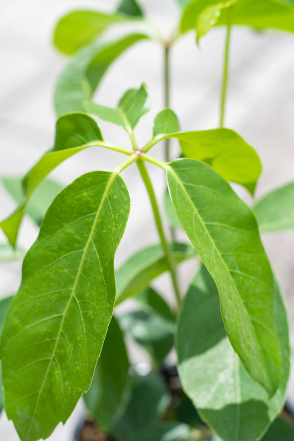 Close up of Schefflera actinophylla 'Amate' leaves