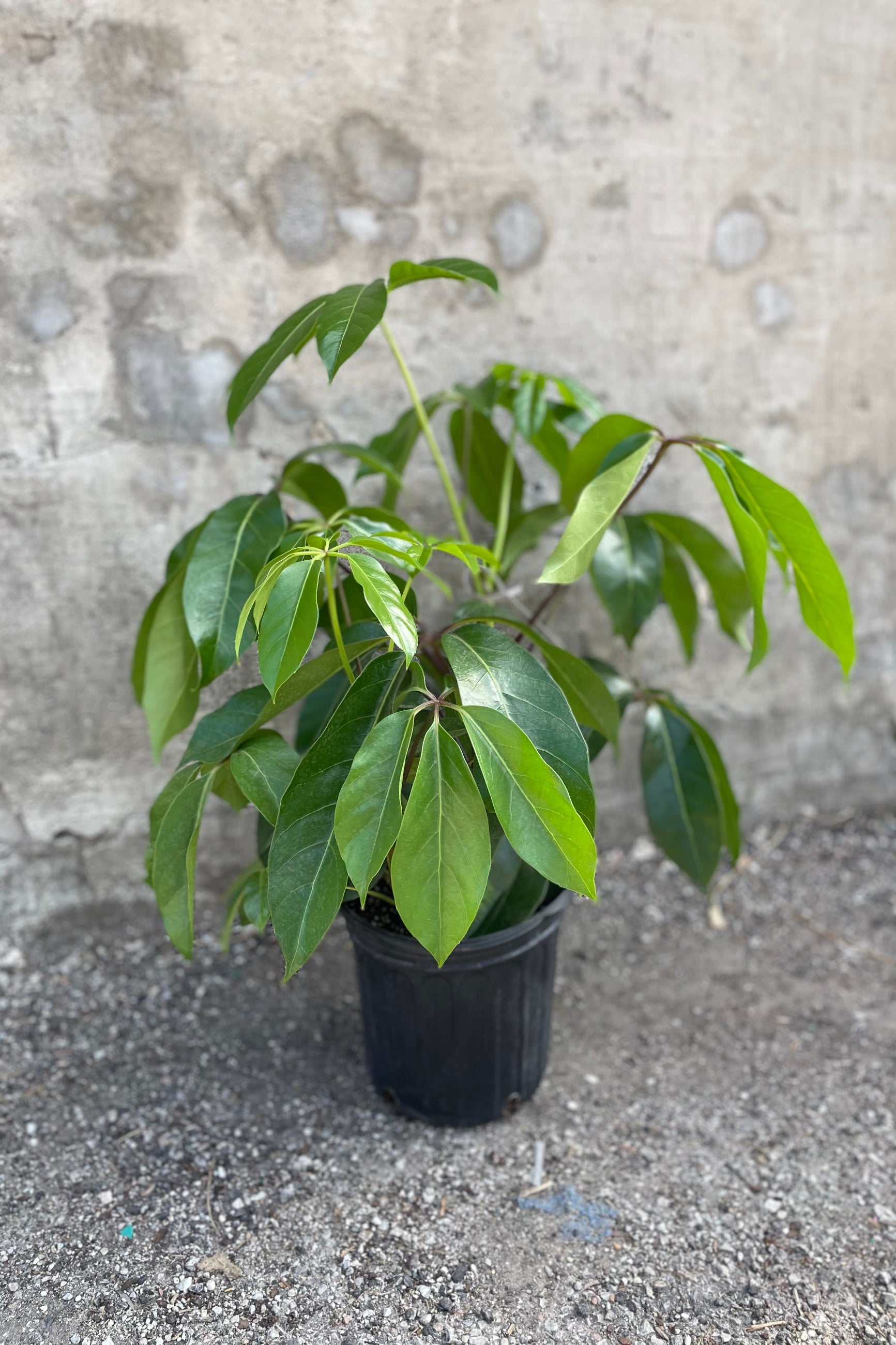 Schefflera actinophylla 'Amate' plant in an 8 inch growers pot against the grey wall.  ©Sprout Home