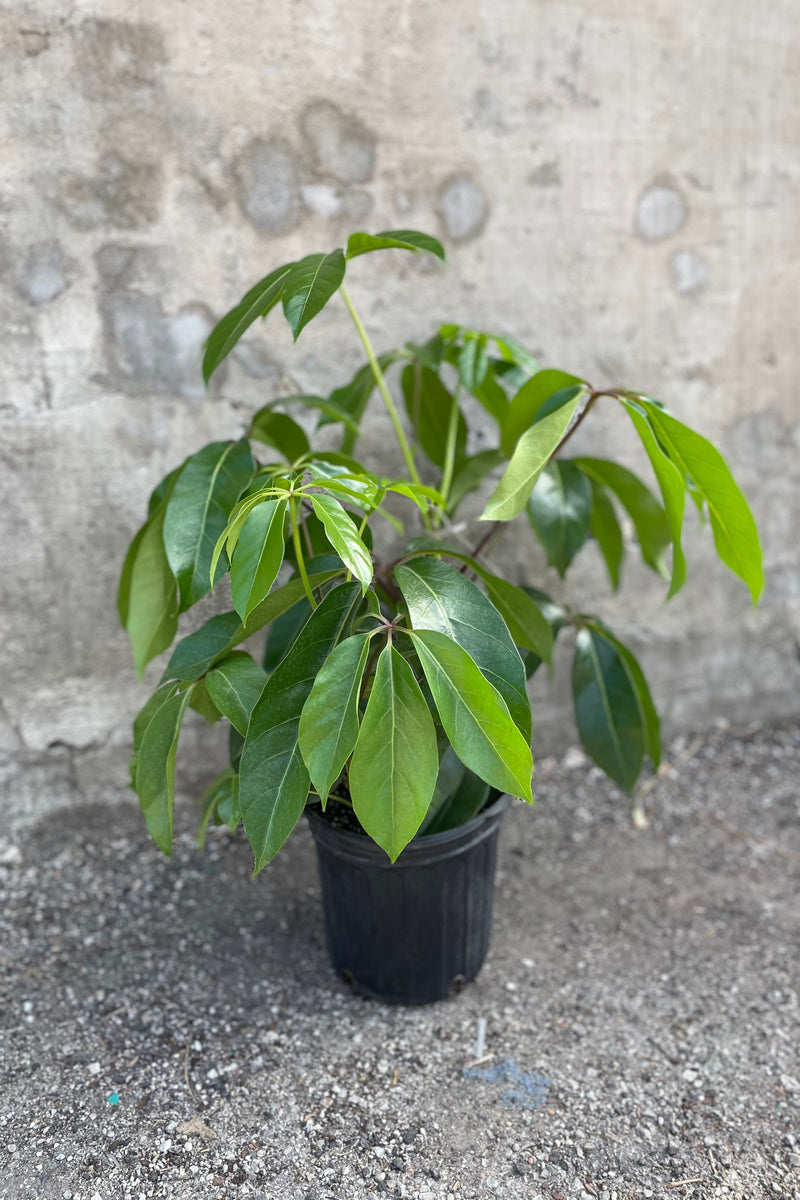 Schefflera actinophylla 'Amate' plant in an 8 inch growers pot against the grey wall. 