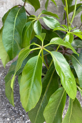 Schefflera actinophylla 'Amate' leaves up close.