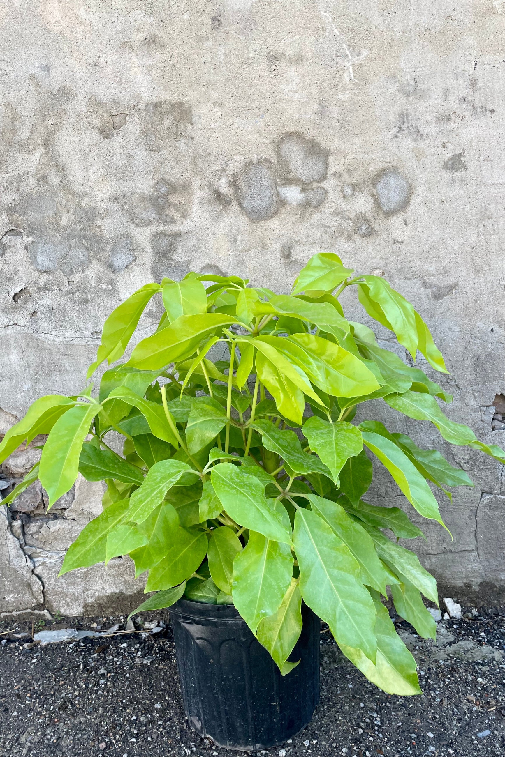 Bright yellow-green leaves of Schefflera tree ©Sprout Home