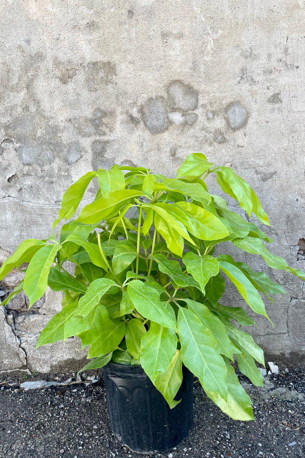 Bright yellow-green leaves of Schefflera tree