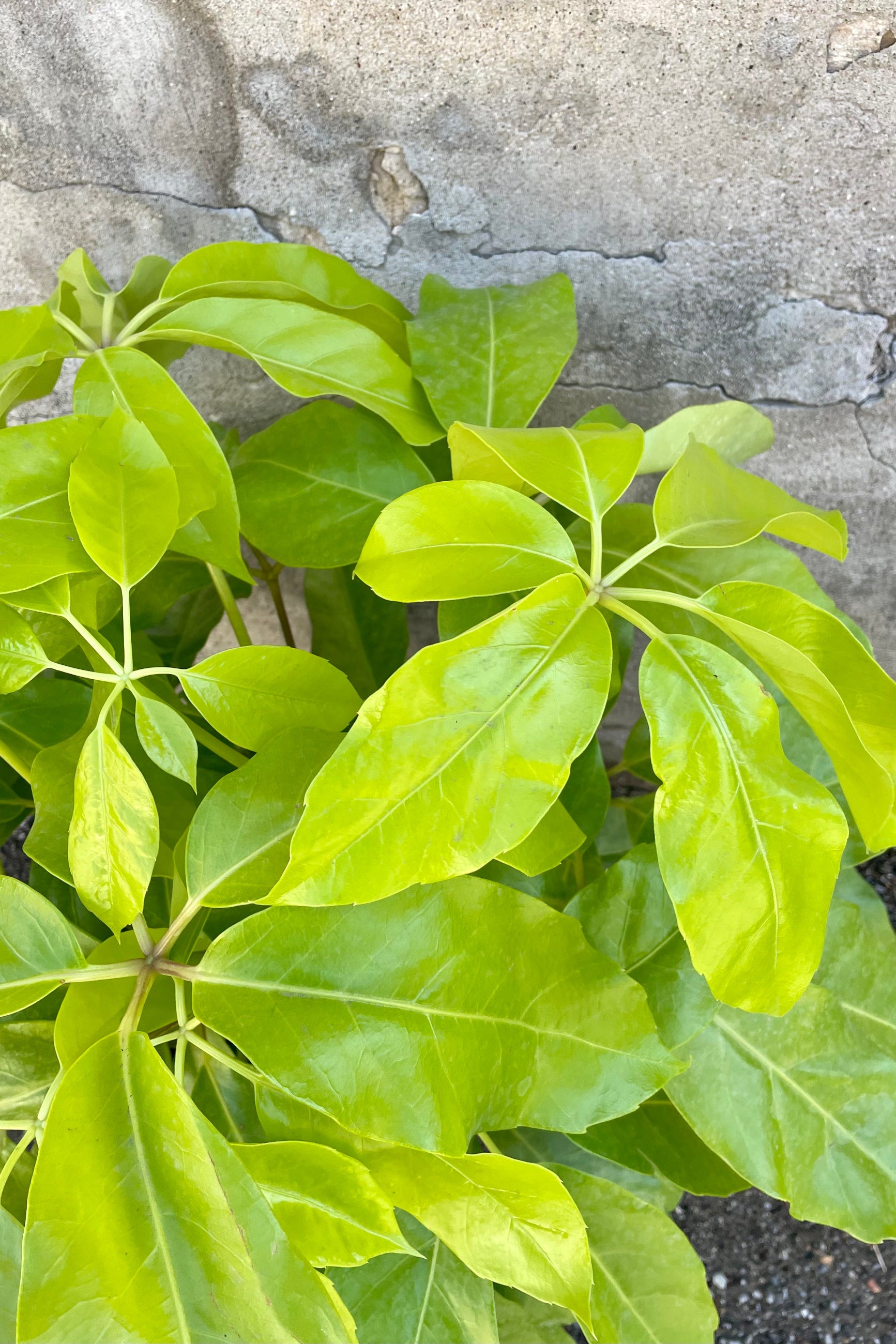Vibrant yellow-green Schefflera leaves against stone wall ©Sprout Home