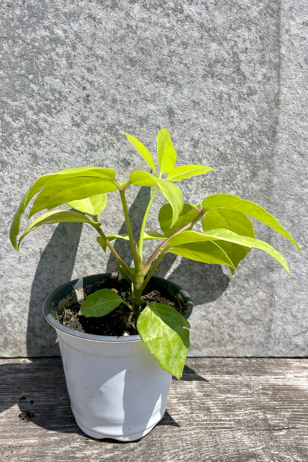 Photo of bright, yellow-green leaves of Schefflera 'Soleil' against grey wall