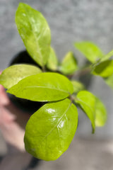 Close photo of bright yellow-green, compound leaves of Schefflera 'Soleil'