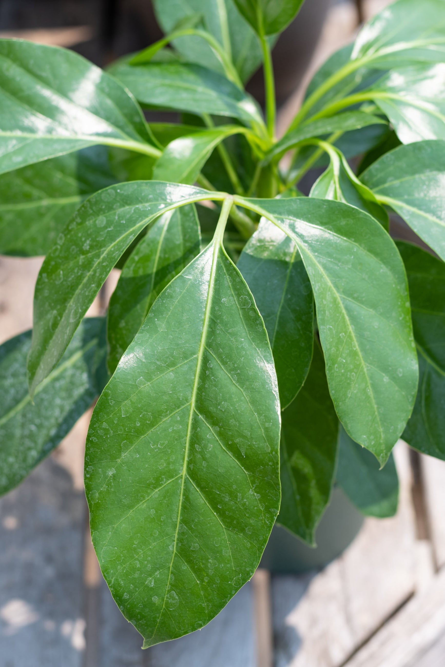 Close up of Schefflera actinophylla 'Alpine' leaves ©Sprout Home
