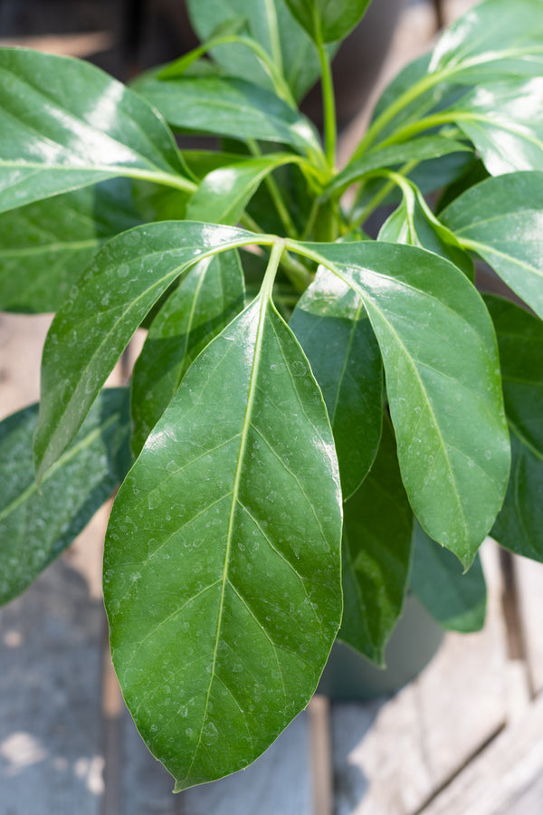 Close up of Schefflera actinophylla 'Alpine' leaves