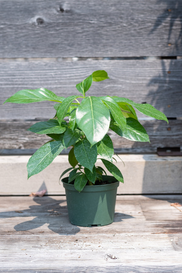 Schefflera actinophylla 'Alpine' in grow pot in front of grey wood background