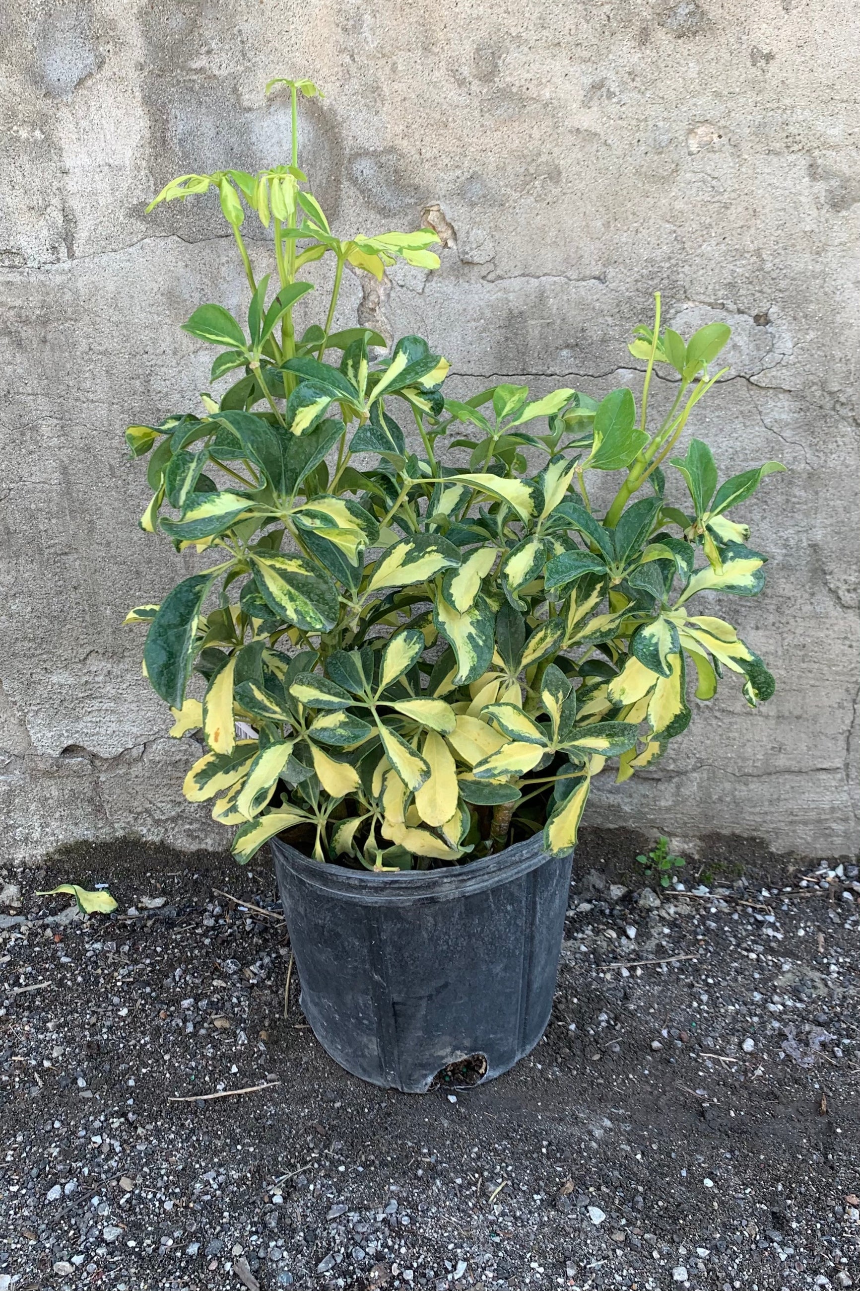 Schefflera arboricola in a 10 inch pot.  ©Sprout Home
