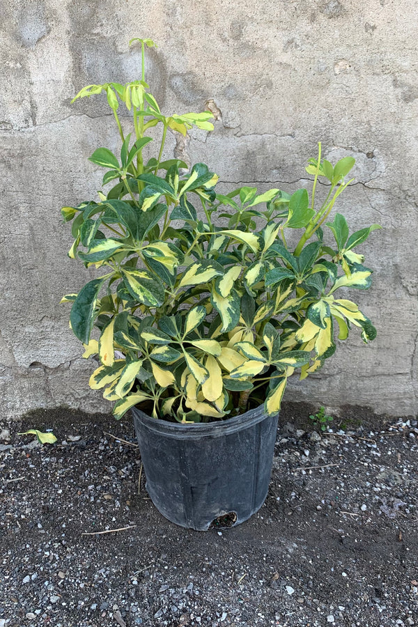 Schefflera arboricola in a 10 inch pot. 