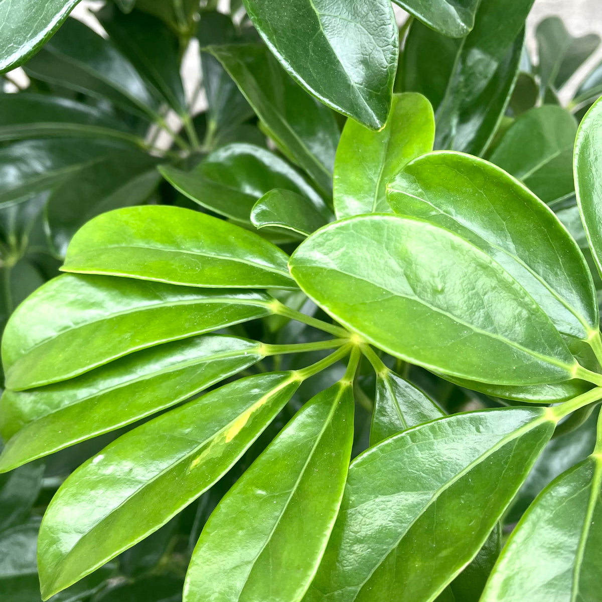 schefflera arboricola column Schefflera arboricola column 10" at SPROUT HOME