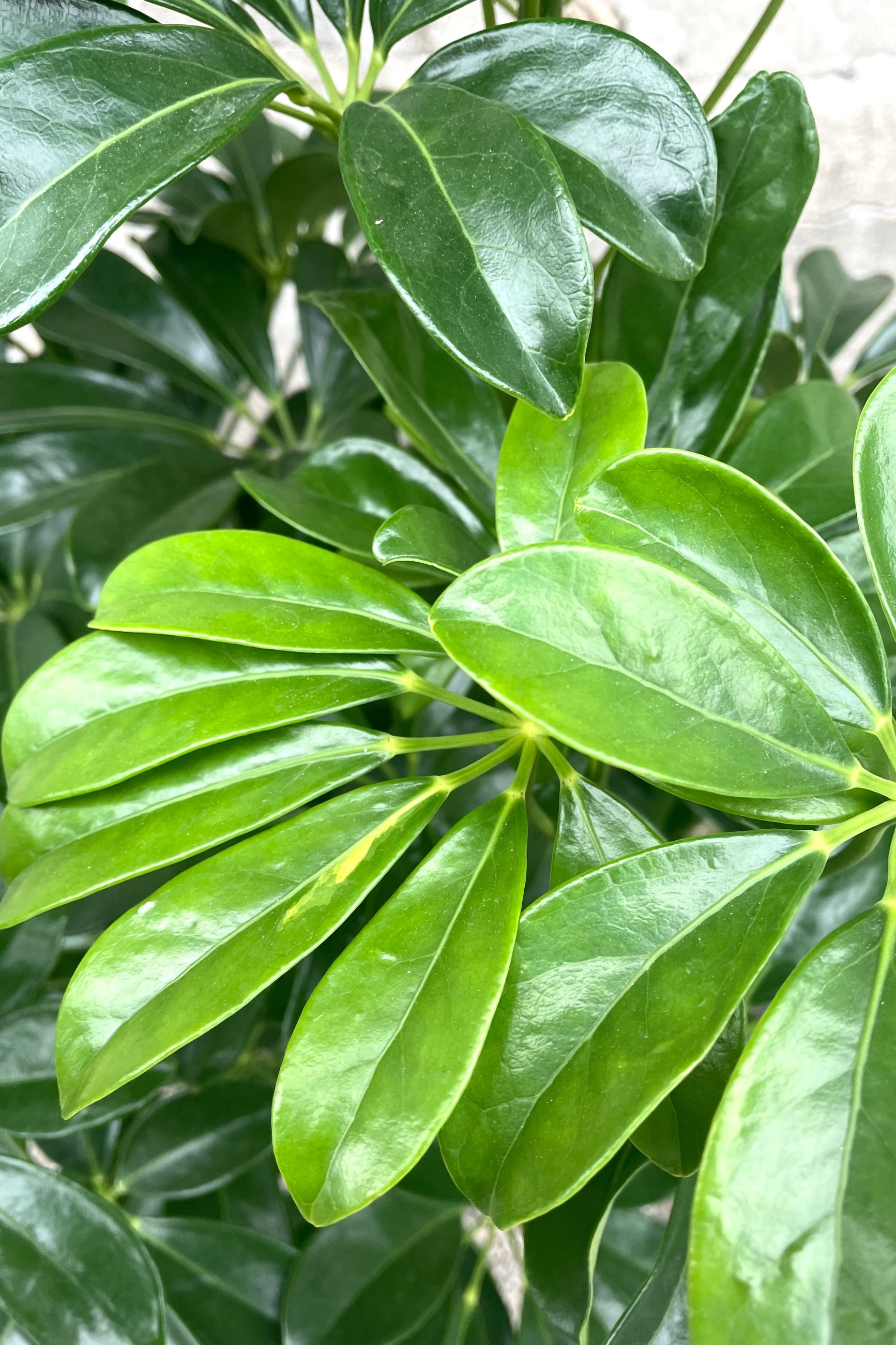 A detailed view of Schefflera arboricola column 10"  ©Sprout Home