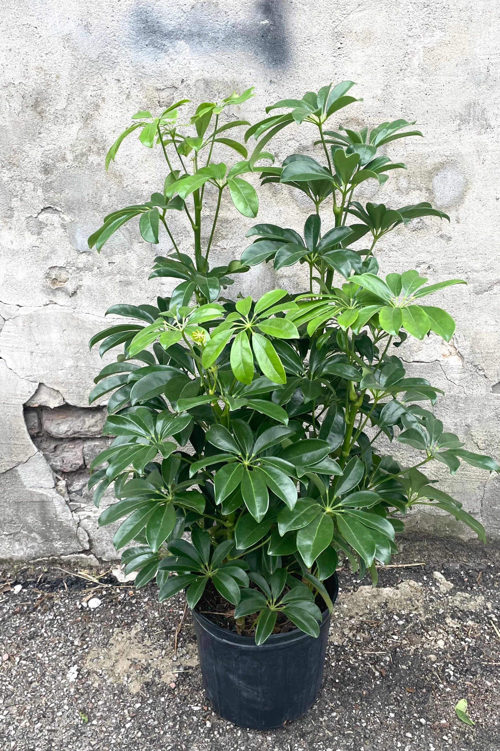 A full view of Schefflera arboricola column 10" in grow pot against concrete backdrop ©Sprout Home