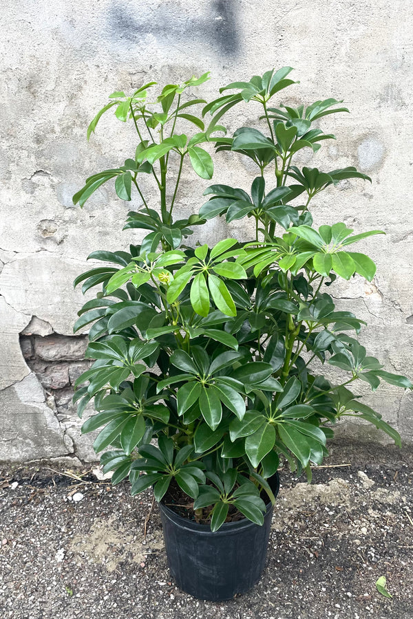 A full view of Schefflera arboricola column 10" in grow pot against concrete backdrop