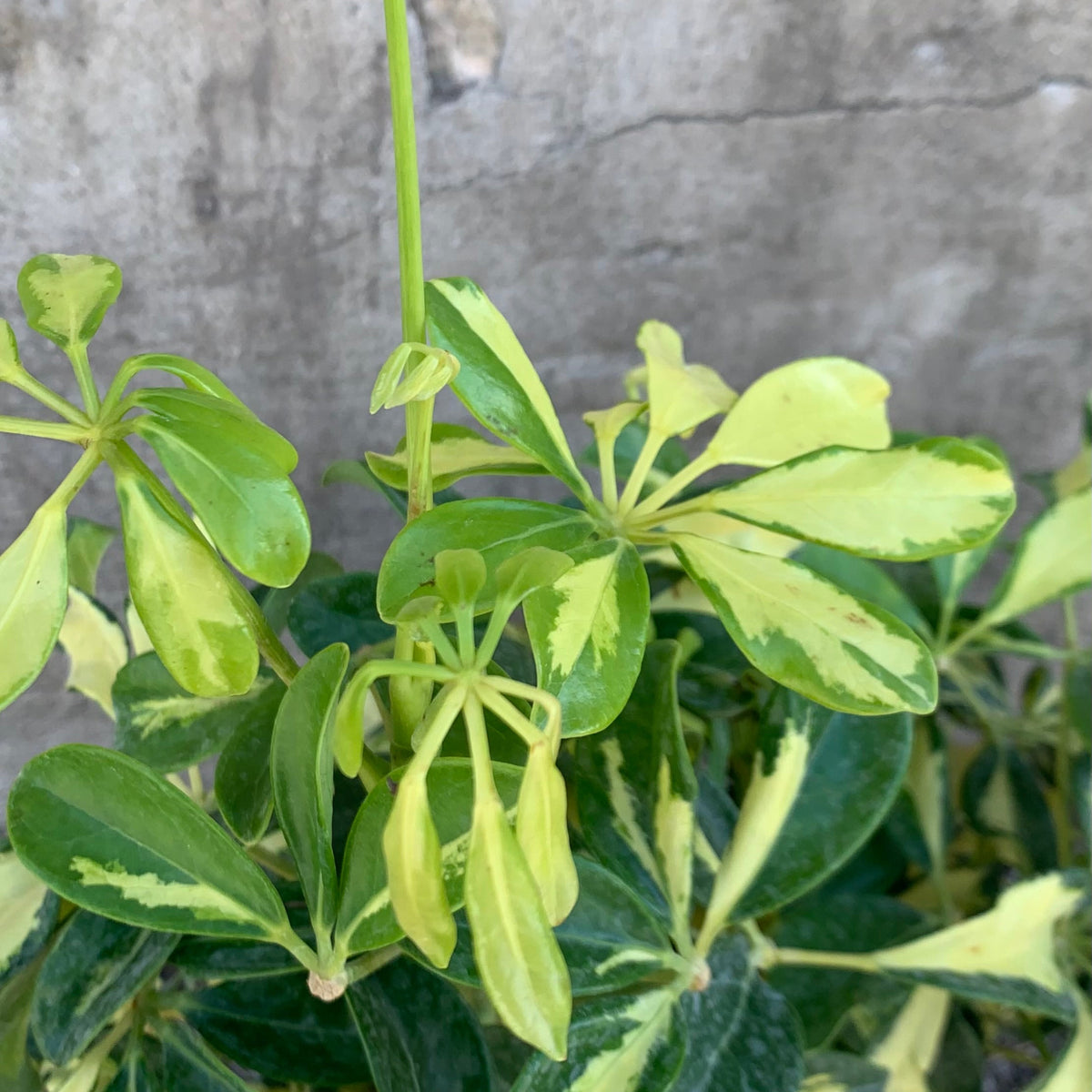 http www.growsonyou.com photo slideshow 71692-schefflera-arboricola-variegata Schefflera arboricola variegata 10"