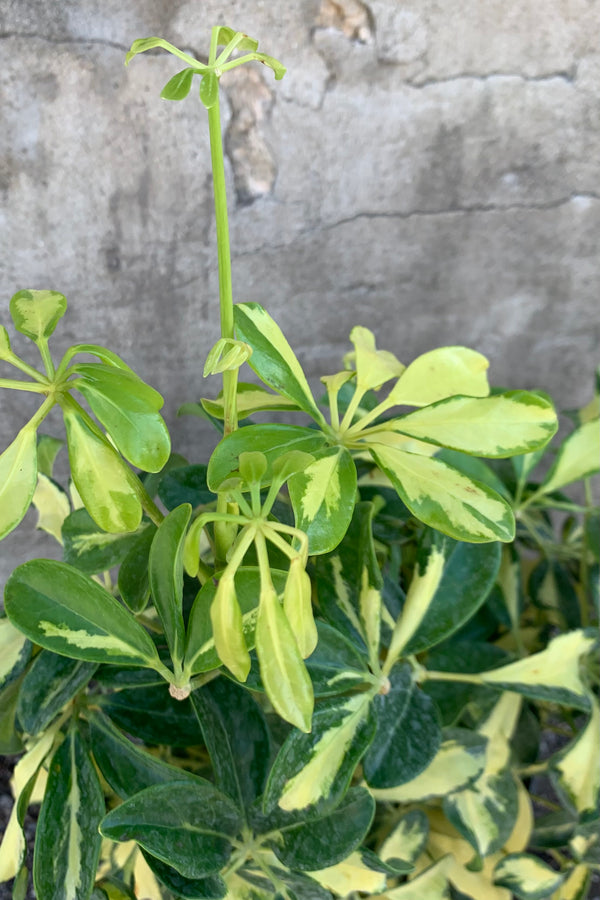 Schefflera arboricola detail shot. 