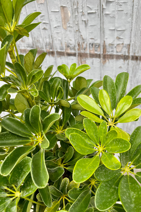 A detailed look at the Schefflera arboricola standard 