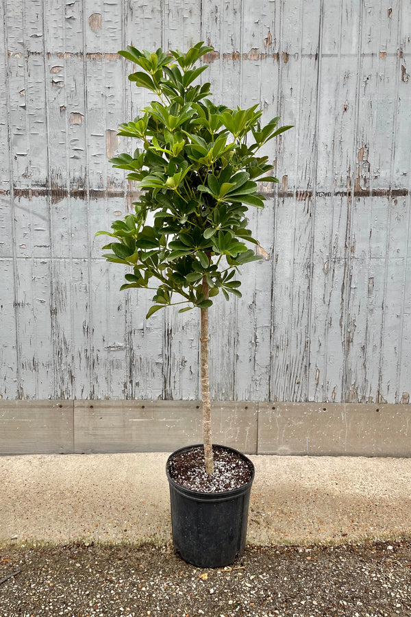 The Schefflera arboricola standard sits in a 10 inch pot against a blue backdrop.