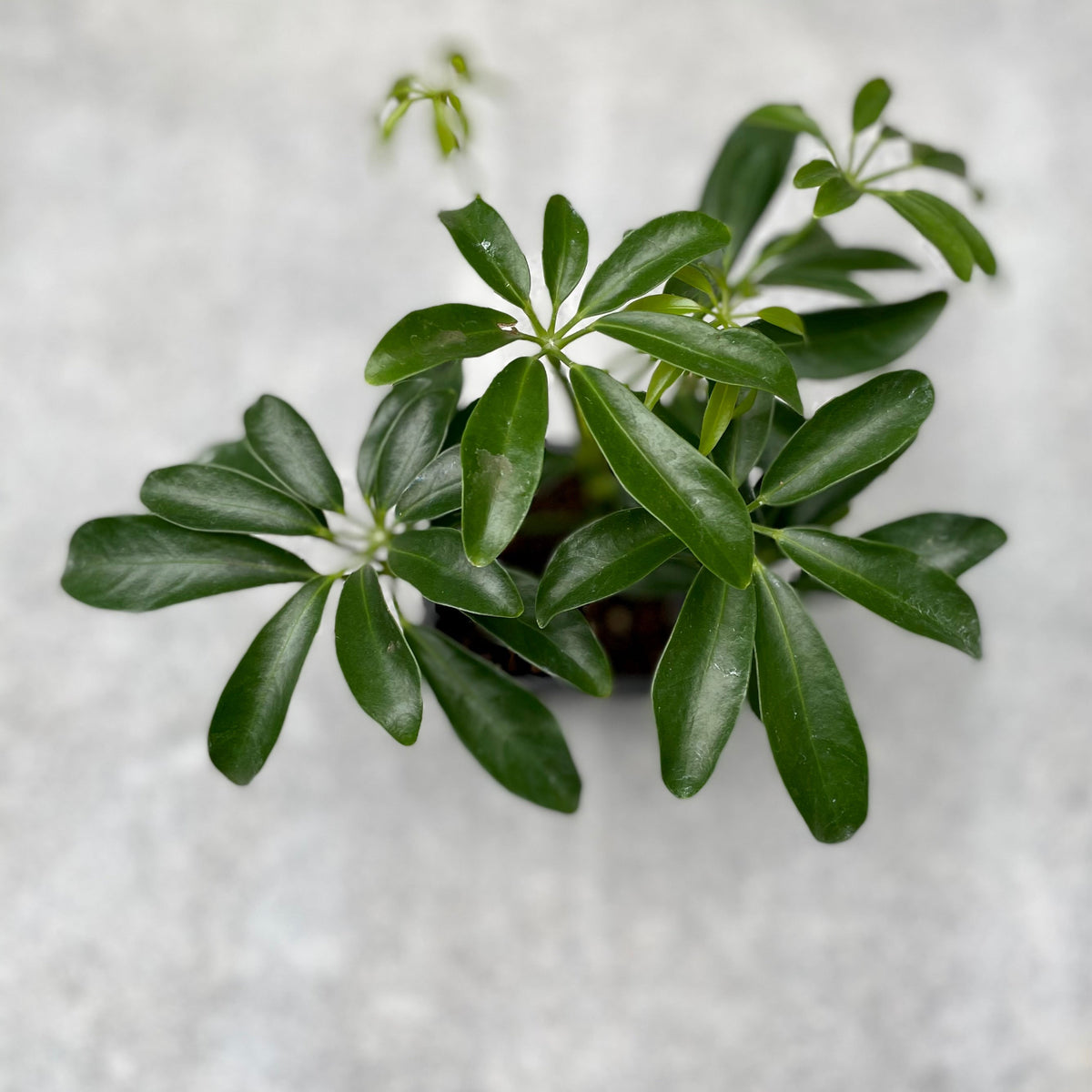 bouture schefflera arboricola Schefflera arboricola 3"
