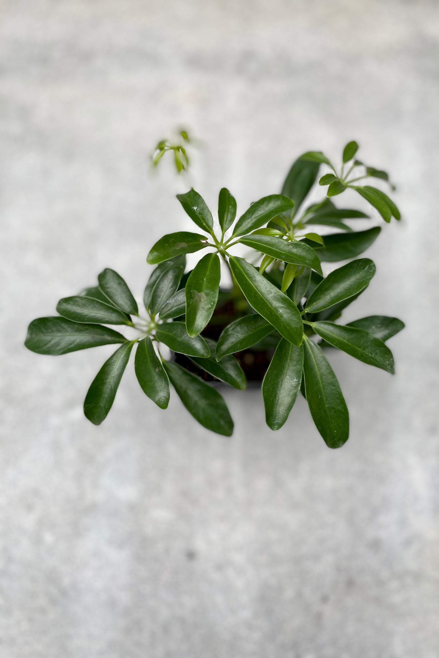 Schefflera arboricola 3" growers pot pictured from above. ©Sprout Home