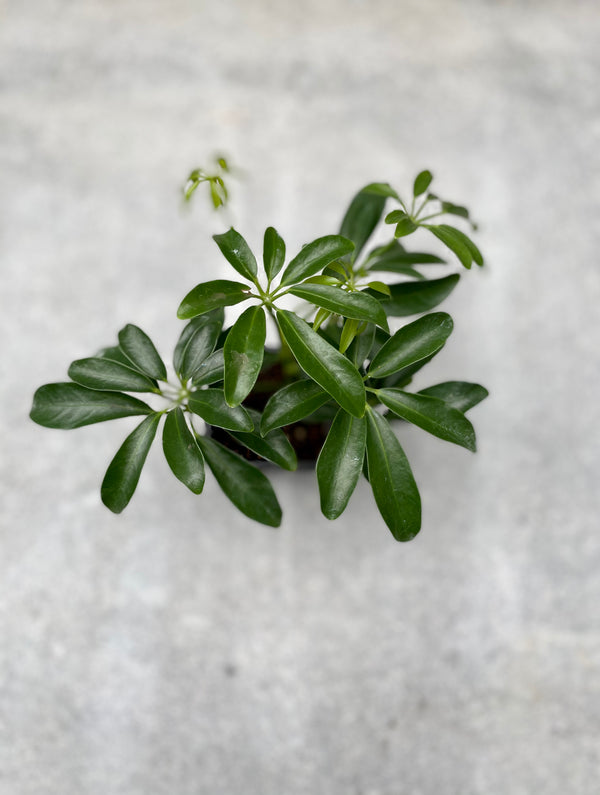 Schefflera arboricola 3" growers pot pictured from above.