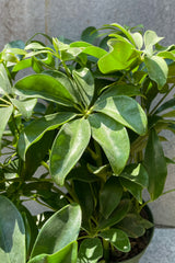 Close up of Schefflera arboricola foliage