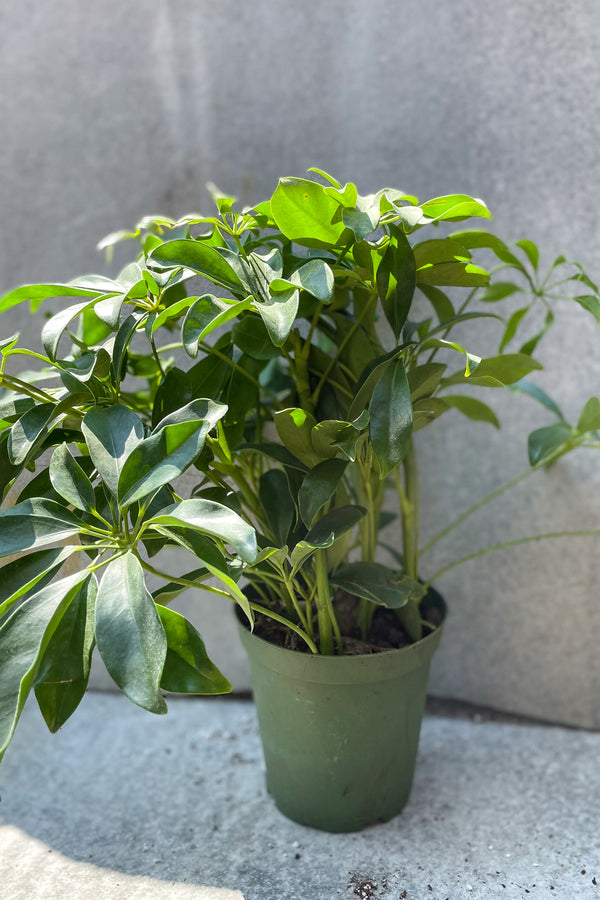 Schefflera arboricola 6" in front of grey background