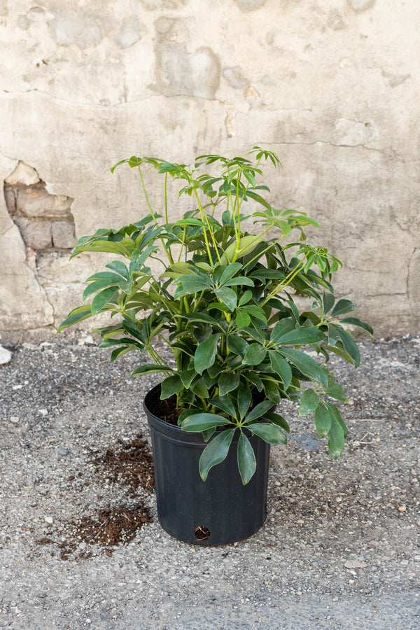 Large schefflera arboricola in front of concrete wall