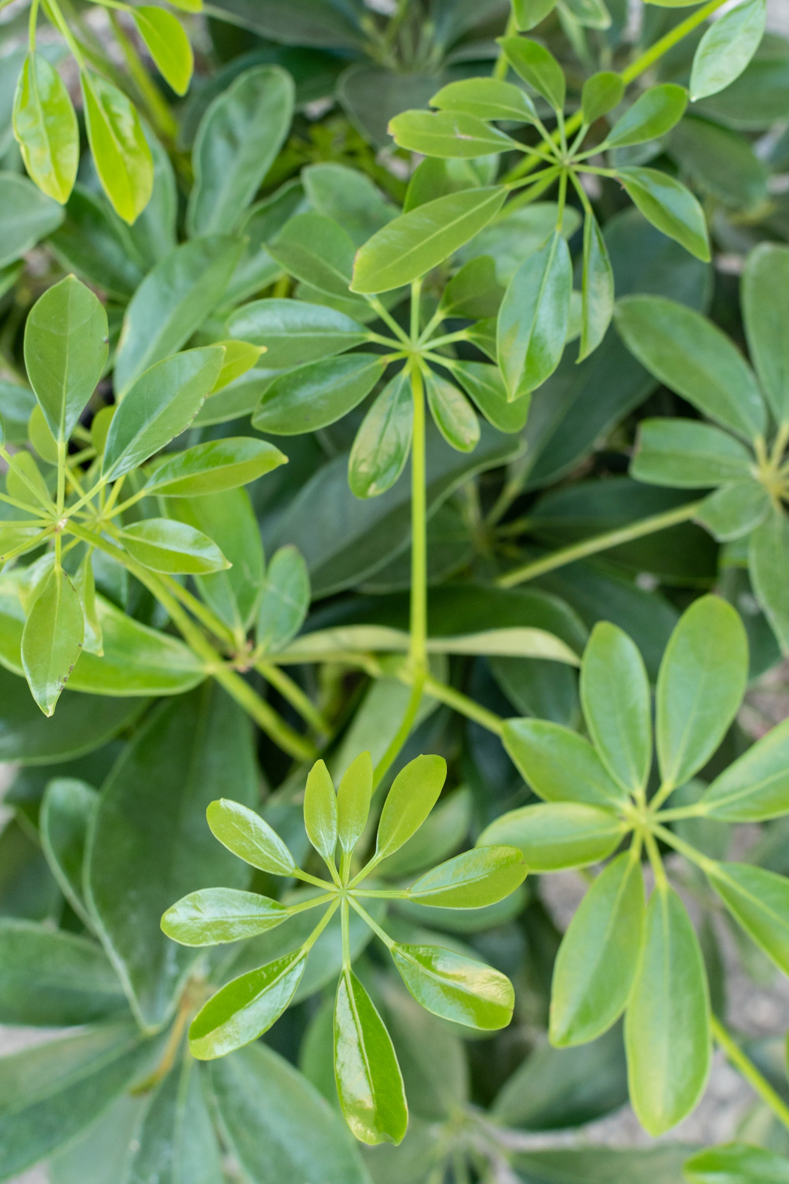 Close up of schefflera arboricola leaves