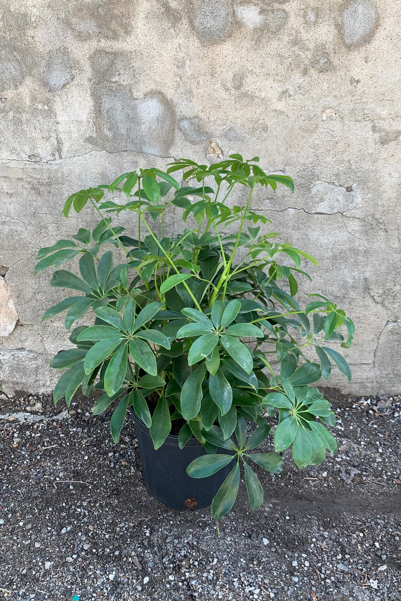 Schefflera arboricola plant in an 8" pot in front of a concrete wall. 