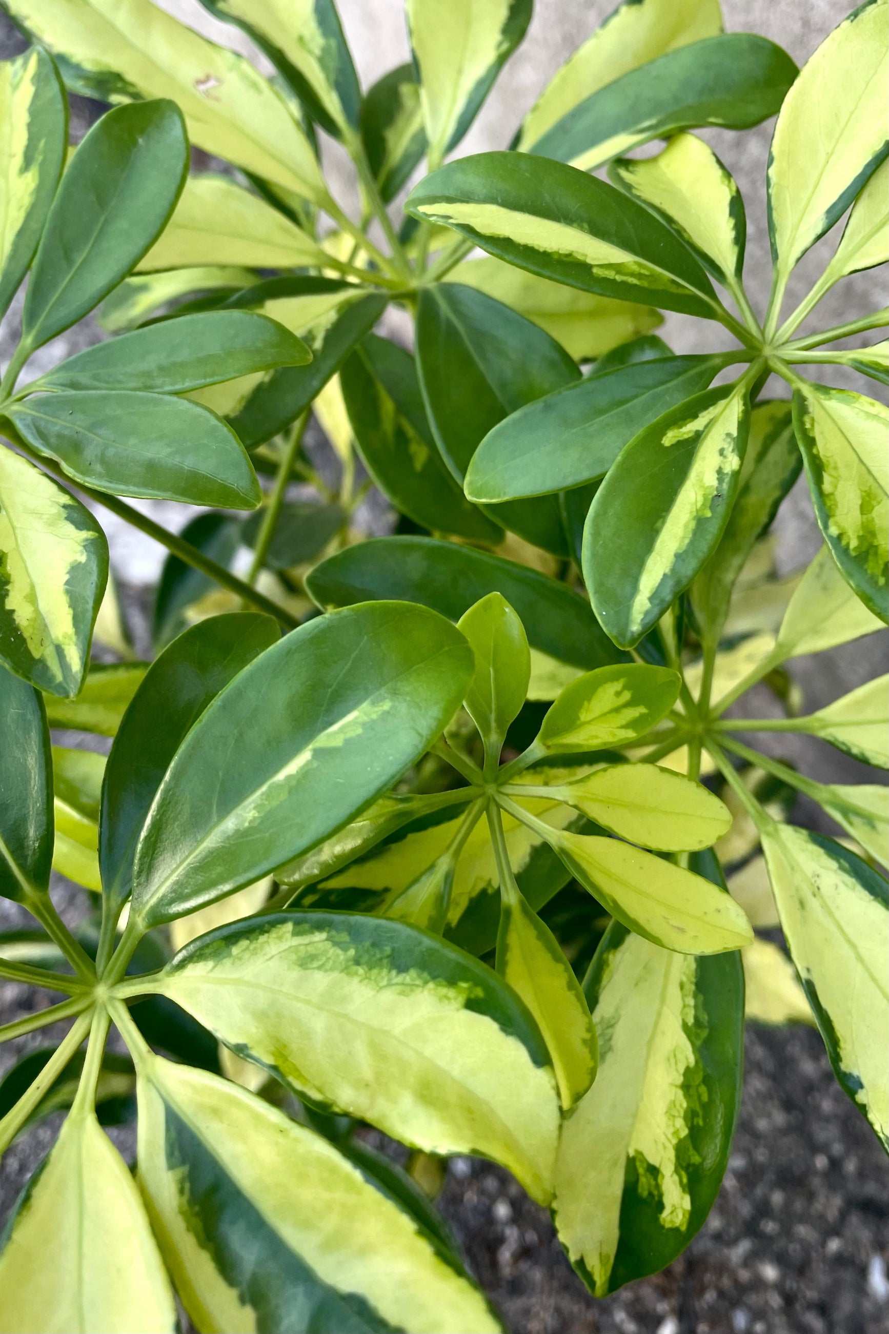 A detailed view of the Schefflera arboricola variegata 6" against a concrete backdrop ©Sprout Home 
