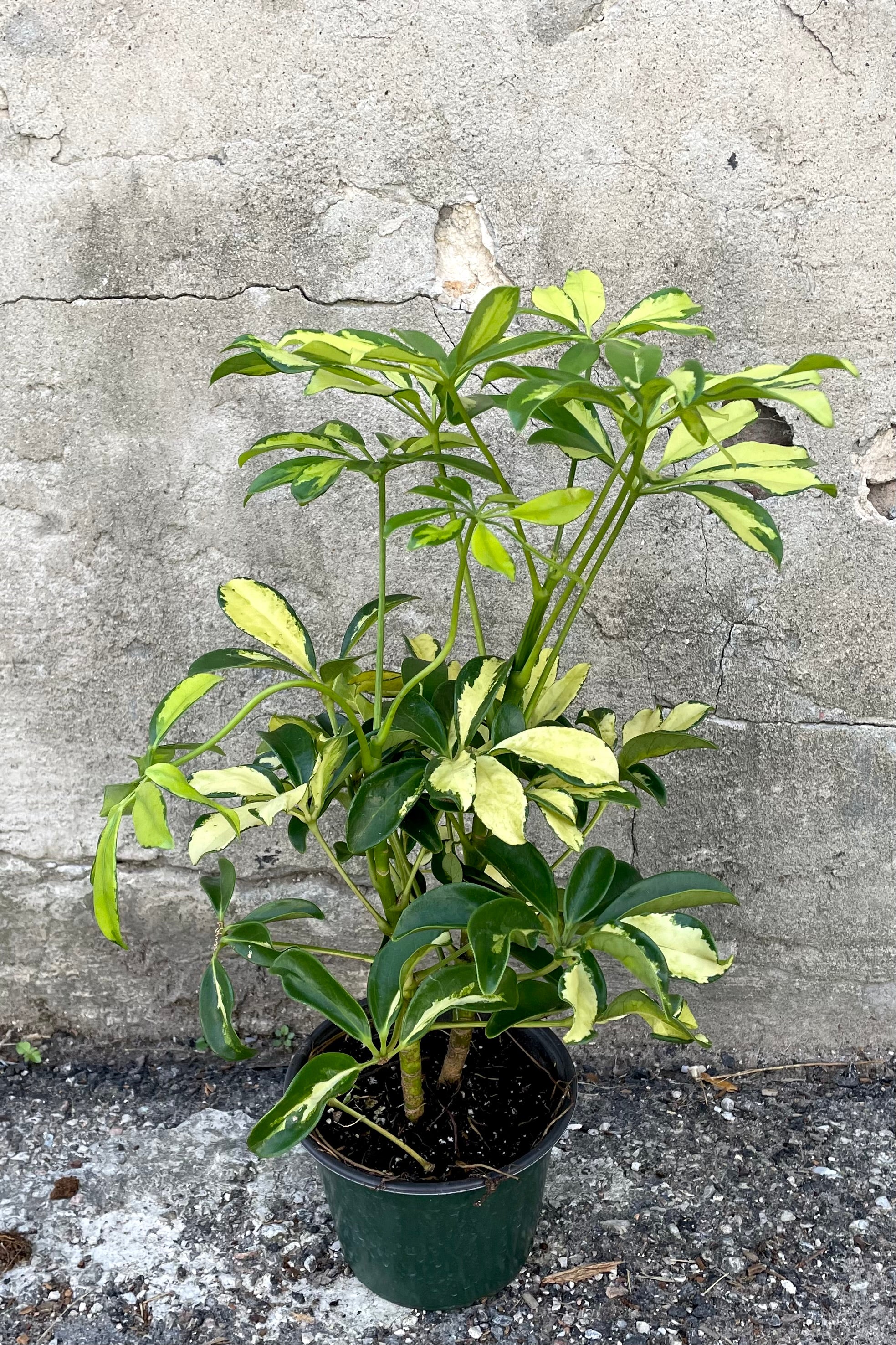A full view of the Schefflera arboricola variegata 6" in a grow pot against a concrete backdrop