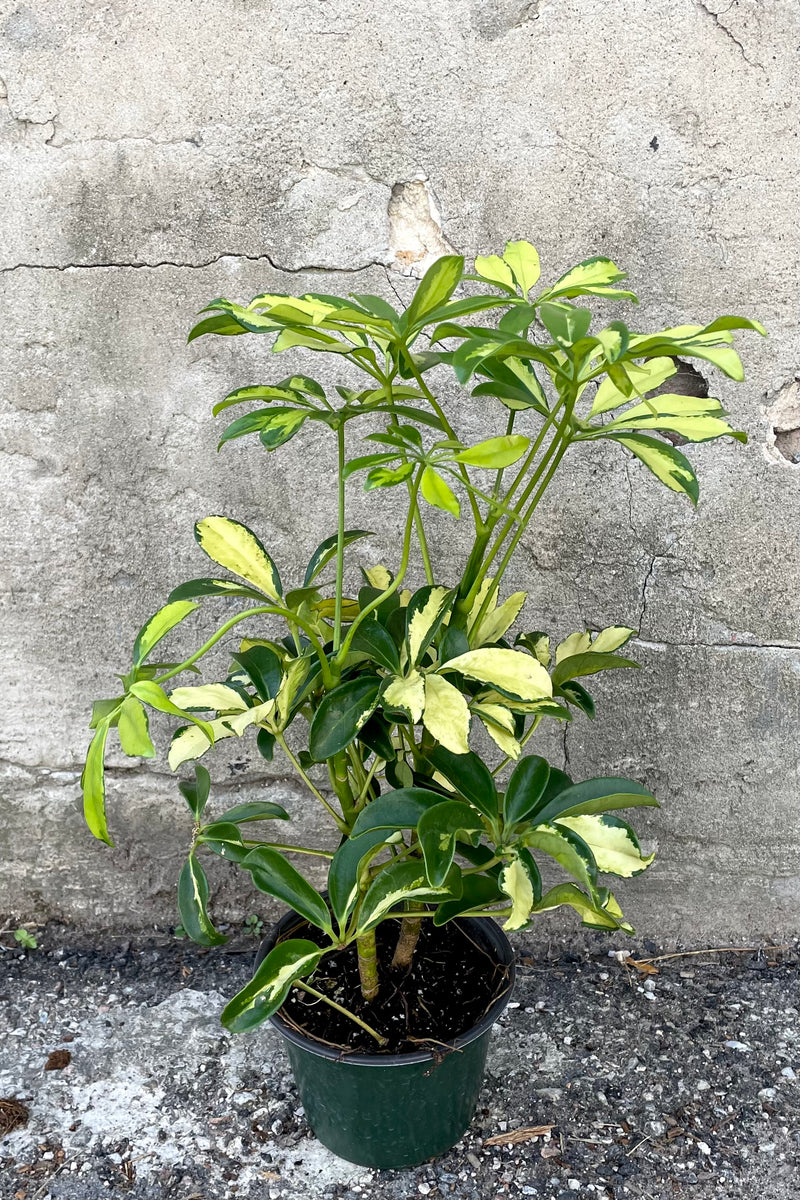 A full view of the Schefflera arboricola variegata 6" in a grow pot against a concrete backdrop